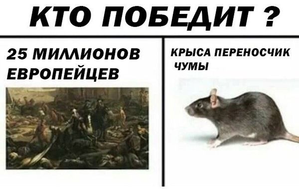 Обработка от грызунов крыс и мышей в Нижнем Новгороде