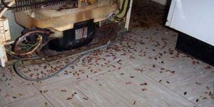 Поморить тараканов в квартире в Нижнем Новгороде, цены