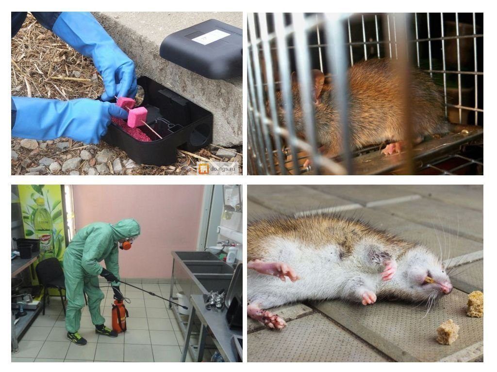 Фирма по уничтожению грызунов, крыс и мышей в Нижнем Новгороде