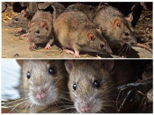 Травить грызунов крыс и мышей в Нижнем Новгороде
