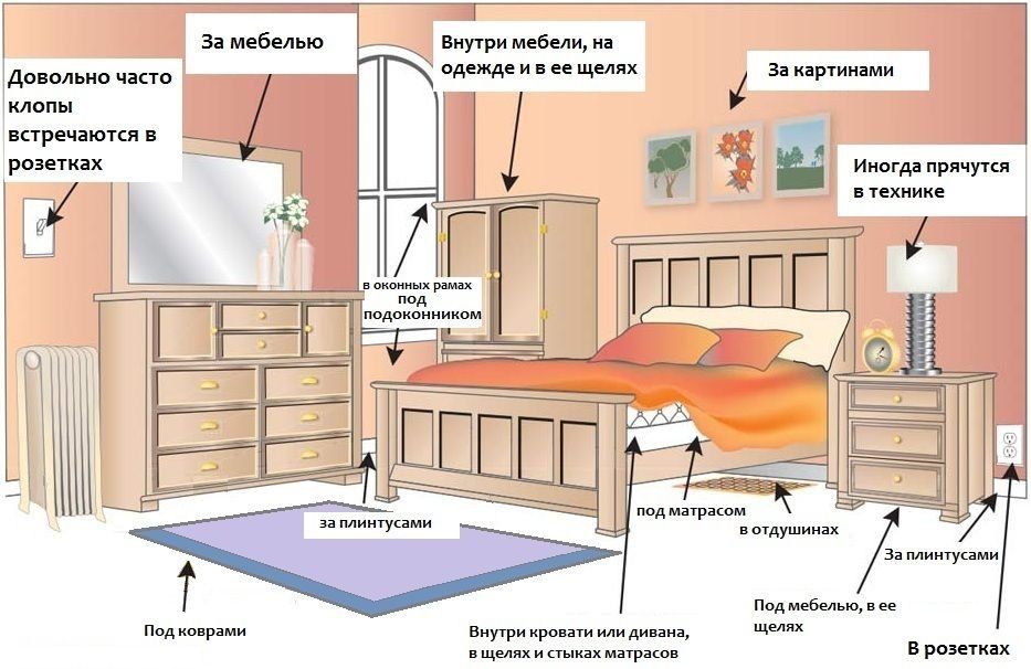 Обработка от клопов квартиры в Нижнем Новгороде