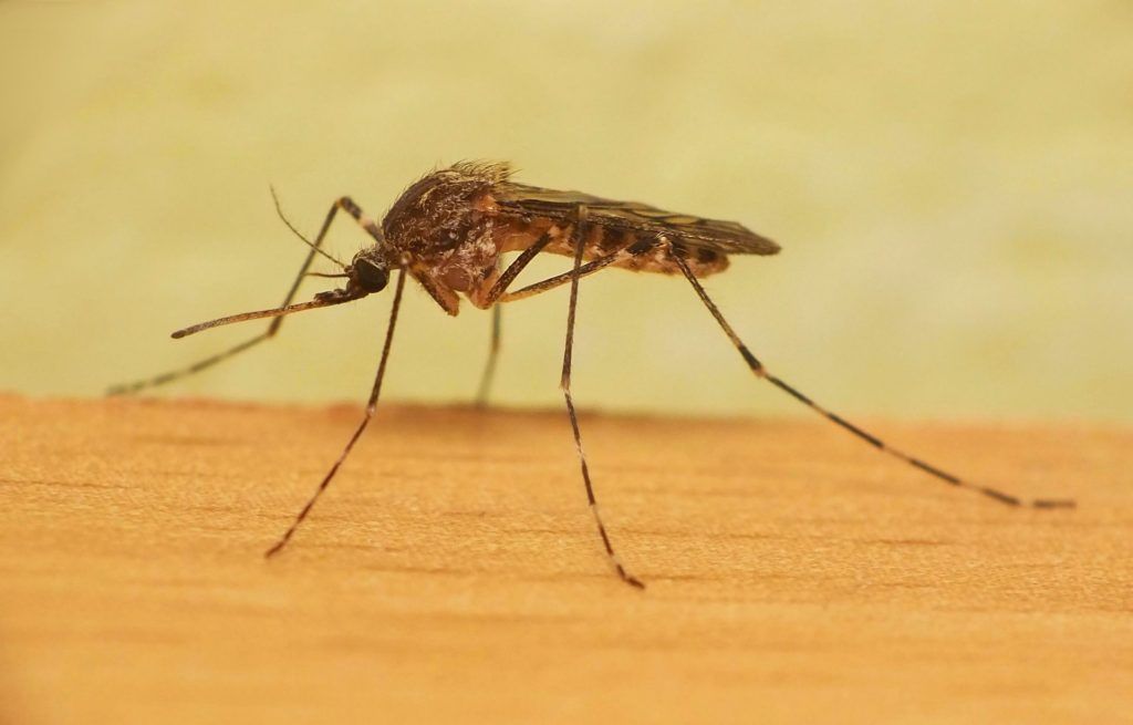 Уничтожение комаров в Нижнем Новгороде