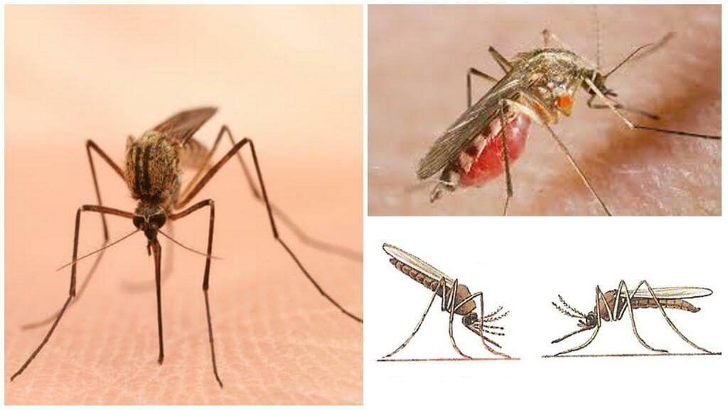 Уничтожение комаров в Нижнем Новгороде