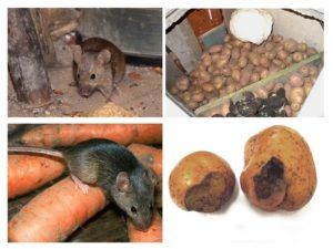Служба по уничтожению грызунов, крыс и мышей в Нижнем Новгороде