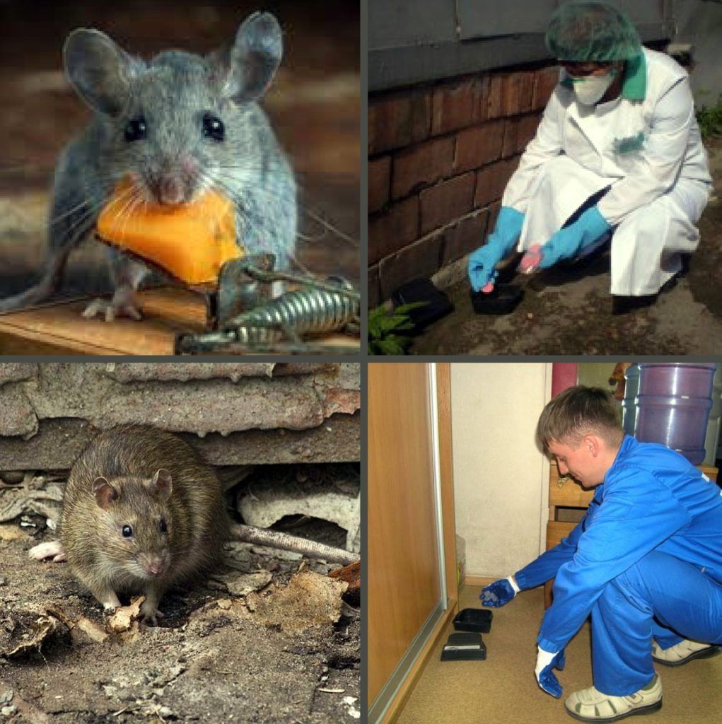 Дезинфекция от грызунов, крыс и мышей в Нижнем Новгороде