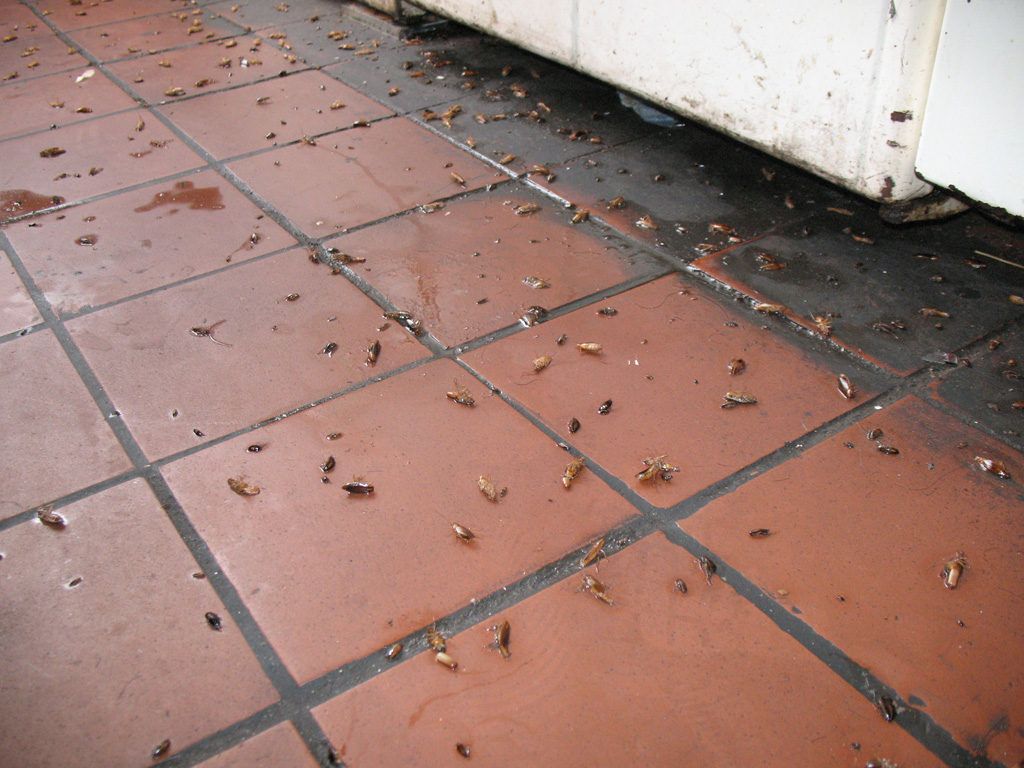 Уничтожение тараканов в квартире в Нижнем Новгороде 