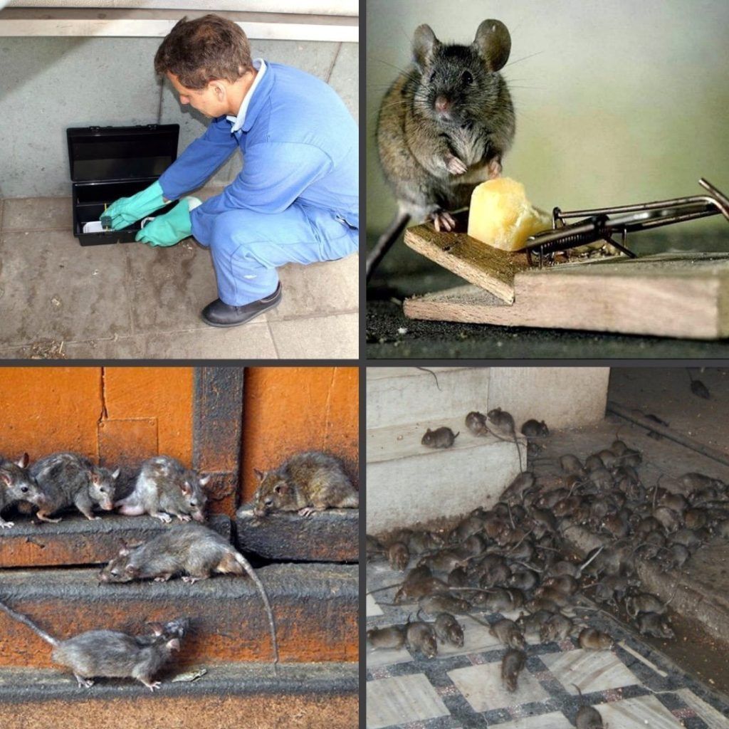 Дезинфекция от блох в квартире в Нижнем Новгороде