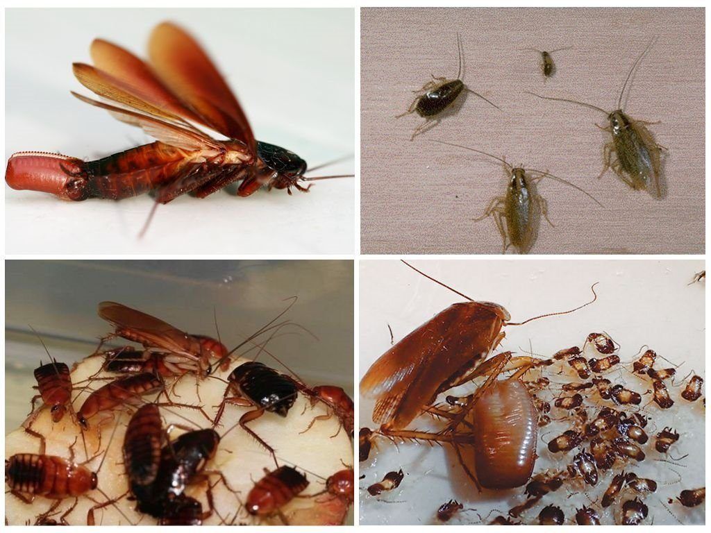 Уничтожение тараканов в квартире в Нижнем Новгороде 