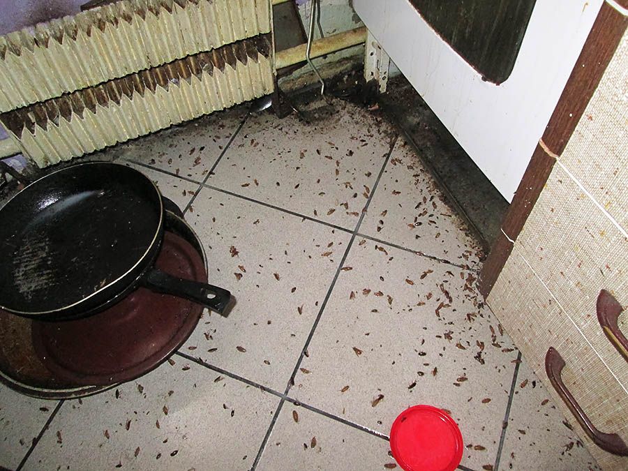 Санэпидемстанция от тараканов в Нижнем Новгороде, вызвать, цены